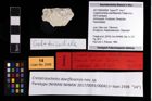 Foto (Objekt + Etikett) von Cretatrizocheles doerflesensis (Fraaije et al., 2019)  (NHMW-GEO-2017-0093-0004)
